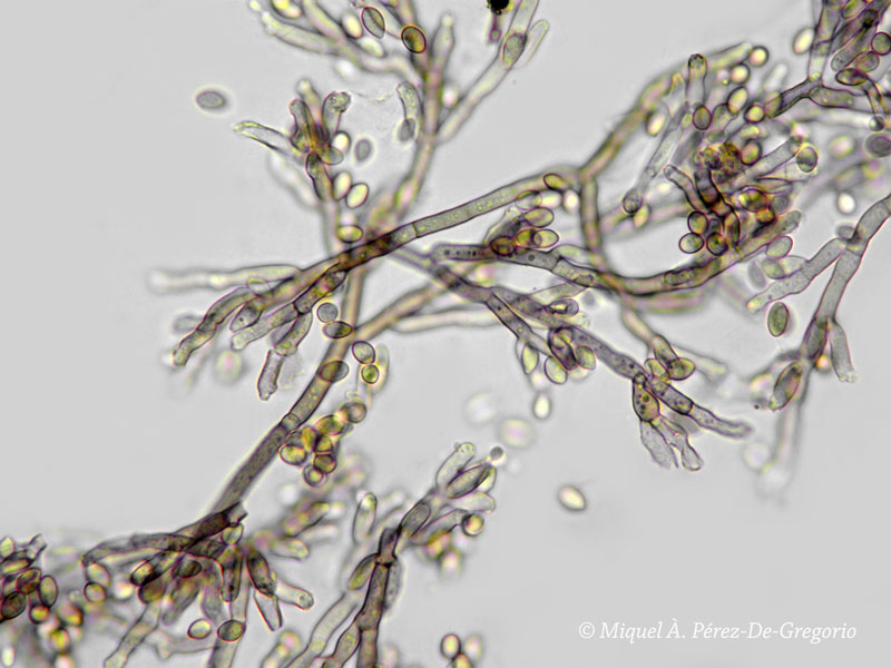 Haplotrichum ?